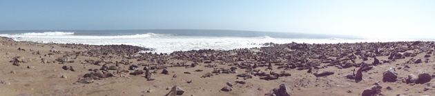 Robbenkolonie bei Cape Cross