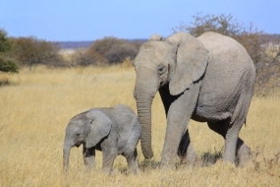 Elefanten im Etosha