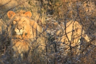 Loewe im Etosha