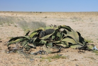 Welwitschia