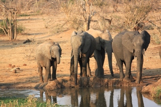 Chobe NP