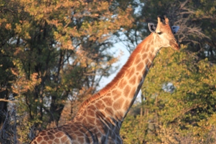 Moremi Game Reserve