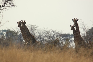 Giraffen im Kaudom NP