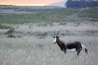 Bontebok