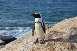 Jackass Pinguin