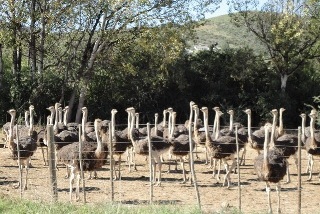 Ostrich Farm Oudtshoorn