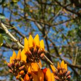 Das Tiefland von Nicaragua ist staubtrocken und dürr. Umso schöner - sieht man ab und zu etwas blühen. 
