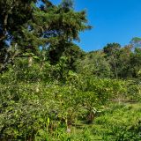 Finca Esperanza Verde
