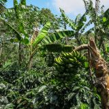Die Bananen auf der Finca werden vorwiegend ...
