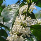 Kaffeepflanze in der Blüte. 
