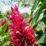 Eine blutrote Blumenschönheit, dessen Namen wir leider nicht kennen. Wer weiss hier den Namen? (Hinweise bitte an gaucho@nichtswieweg.ch)
