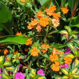 Eine solche Blumenpracht wünschten wir uns für unseren Garten zu Hause. ;-)
