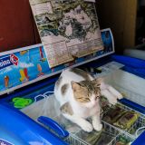 Wenn schon eine Katze versucht, ihren Bauch auf einer Gefriertruhe abzukühlen, kann man sich vielleicht vorstellen, wie heiss es hier ist. 
