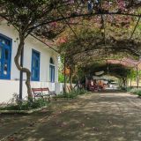 Kleine, schattenspendende Allee im Casco Viejo. 
