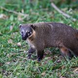 Ein Nasenbär schaut bei uns vorbei und wenig später...
