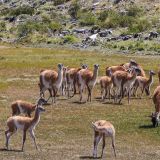 Eine kleine Gruppe Guanacos.
