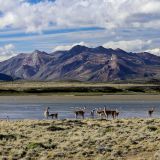 Eine kleine Gruppe Guanacos geniesst ebenfalls das herrliche Panorama.
