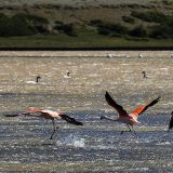 Schwarzhals-Schwäne und Flamingos teilen sich ihr Revier.
