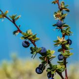 Die Calafate-Beeren, welche es ebenfalls nur in Patagonien gibt, sind die Zutaten für ein sehr leckeres Getränk: TERMA PATAGONICO!
