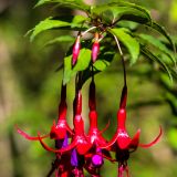 Fuchsien sind auf der Carretera Austral heimisch.
