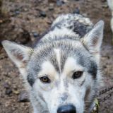 Zurück in Argentinien, besuchen wir eine Husky-Farm, wo gerade Claudia und David ein workaway machen. 
