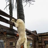 Wehe wenn sie losgelassen. Kaum ist Futterzeit, drehen die Huskies völlig durch, wie man hier unschwer erkennen kann. 
