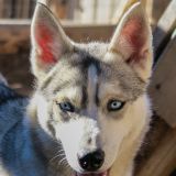 Wunderschön anzuschauen, ein sibirischer Husky mit Gletschereis-Augen. 
