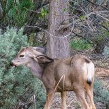 Ein frisch geschlüpftes Rehkitz kreuzt unseren Wanderweg im Zion NP.

