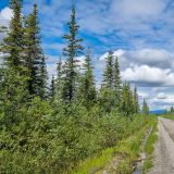 Tags darauf geht’s weiter auf die Nabesna Road im Wrangell St. Elias N.P.
