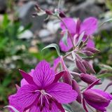 Arktische Lupinen zieren den Wegesrand der Nabesna Road.
