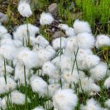 Die Cotton Wood Flowers erinnern tatsächlich an Baumwolle.

