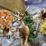 In Anchorage shoppen wir in unserem Lieblingsgeschäft "Cabela's", einem super Outdoorladen, wo man nebenbei fast das gesamte Wildlife Alaskas auf einem Blick zusammengefasst bekommt.

