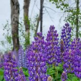 Lupinen auf der Kenai Peninsula
