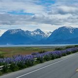 Die letzten Kilometer auf dem Weg zum Spit (Landzunge) in Homer. Im Hintergrund erhebt sich das Bergmassiv der Kenai Mountains.
