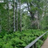 Unser persönliches Highlight der Kenai Peninsula ist der Russian River, ...
