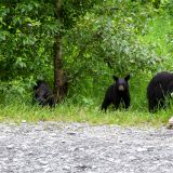 Wo Baby-Schwarzbären sind, da ist Mama-Schwarzbär nicht weit. :-)
