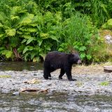 Wir könnten noch tagelang diesem herzigen Treiben am Russian River zuschauen. Aber genauso sehr freuen wir uns auf das, was nun folgt.
