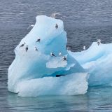 Die abgebrochenen Eisschollen der nahen Gletscher schwimmen uns im Prince William Sound auf unserem Weg nach Valdez entgegen.
