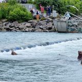 In Valdez angekommen, wollen wir uns natürlich das tierische Spektakel bei der Solomon Gulch Hatchery nicht entgehen lassen.
