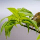Ein grüner Spatz posiert geduldig vor unserer Kamera, sodass wir dankbar von der Lachsschlacht abgelenkt werden.
