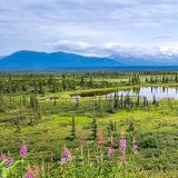 Ausblicke vom Denali Highway mit den wunderschönen Fireweeds im Vordergrund. 
