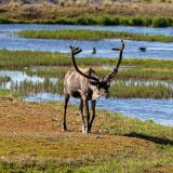 Diesen Karibu-Bullen erblicken wir in Deadhorse, wo die Tiere auch in der Jagd-Saison nicht gejagt werden dürfen. 
