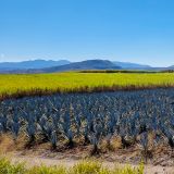 Wir verlassen die Küste nun endgültig und fahren ins Hochland, wo uns schon die ersten Agaven-Plantagen unser nächstes Ziel ankündigen, die Ortschaft "Tequila".
