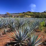 Die "Agave Azul" (Blaue Agave) ist der Rohstoff für den berühmten Tequila, dem bekanntesten "Mezcal" (Agavenschnaps) aus dieser Gegend.

