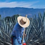 Die Agave wird nach ca. 5-7 Jahren geerntet und die langen, spitzigen Blätter entfernt.
