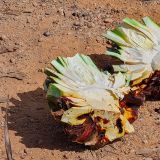 Die "Piña" (Agavenherz) wird anschliessend in Öfen bei 60°C bis 85°C für 24 - 36 Stunden unter Dampf gegart.
