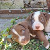 Und schon wieder geraten wir in Versuchung einen Hund zu adoptieren. Die Hundewelpen sind einfach zu süss. Vorallem Rosie, das mittlere Hündchen, hat es uns besonders angetan.
