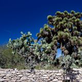 Joshua-Trees
