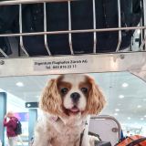 Tierische Unterstützung erhalten wir am Flughafen Zürich. Herzlichen Dank an meinen Vater und Vreni für die Shuttle-Fahrt zum Flughafen und den wunderschönen Abschied zu Hause. 
