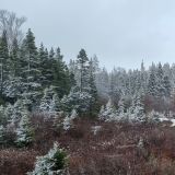 Schnee ist unser ständiger Begleiter auf der Reise durch Neufundland. 
